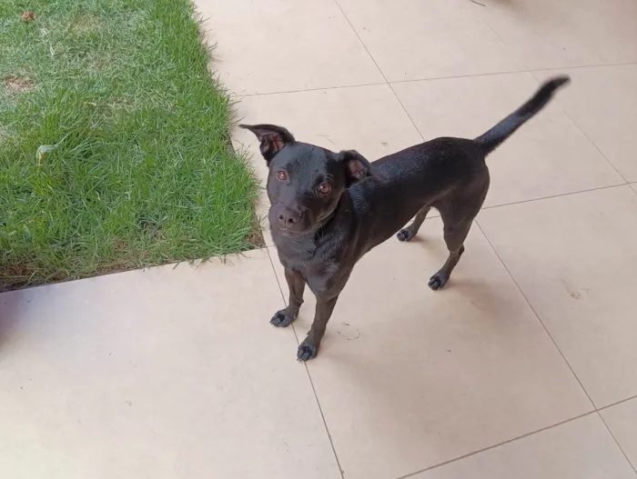 Cachorro ra a SRD-ViraLata idade 1 ano nome Pepe