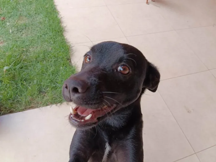 Cachorro ra a SRD-ViraLata idade 1 ano nome Pepe