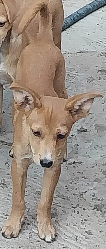 Cachorro ra a SRD-ViraLata idade 7 a 11 meses nome Rex