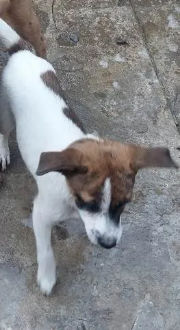 Cachorro ra a SRD-ViraLata idade 7 a 11 meses nome Toby 