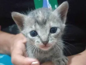 Gato raça SRD-ViraLata idade Abaixo de 2 meses nome Gatinha filhote