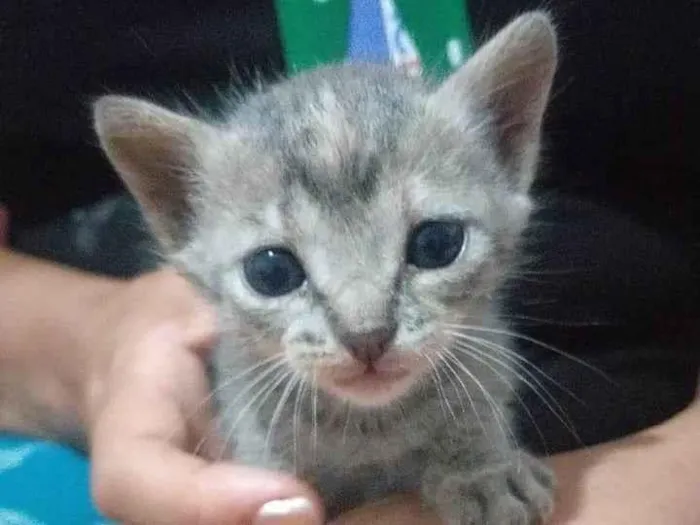 Gato ra a SRD-ViraLata idade Abaixo de 2 meses nome Gatinha filhote