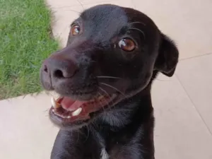 Cachorro raça SRD-ViraLata idade 1 ano nome Pepe