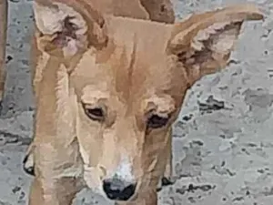 Cachorro raça SRD-ViraLata idade 7 a 11 meses nome Rex