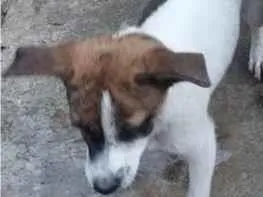 Cachorro raça SRD-ViraLata idade 7 a 11 meses nome Toby 