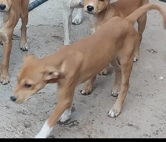 Cachorro ra a SRD-ViraLata idade 7 a 11 meses nome Liza