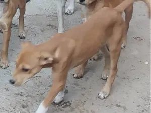 Cachorro raça SRD-ViraLata idade 7 a 11 meses nome Liza