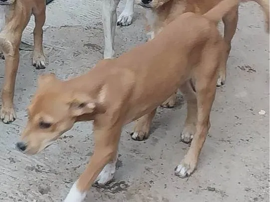 Cachorro ra a SRD-ViraLata idade 7 a 11 meses nome Liza