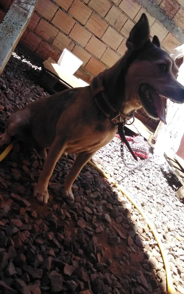 Cachorro ra a SRD-ViraLata idade 6 ou mais anos nome Mister M