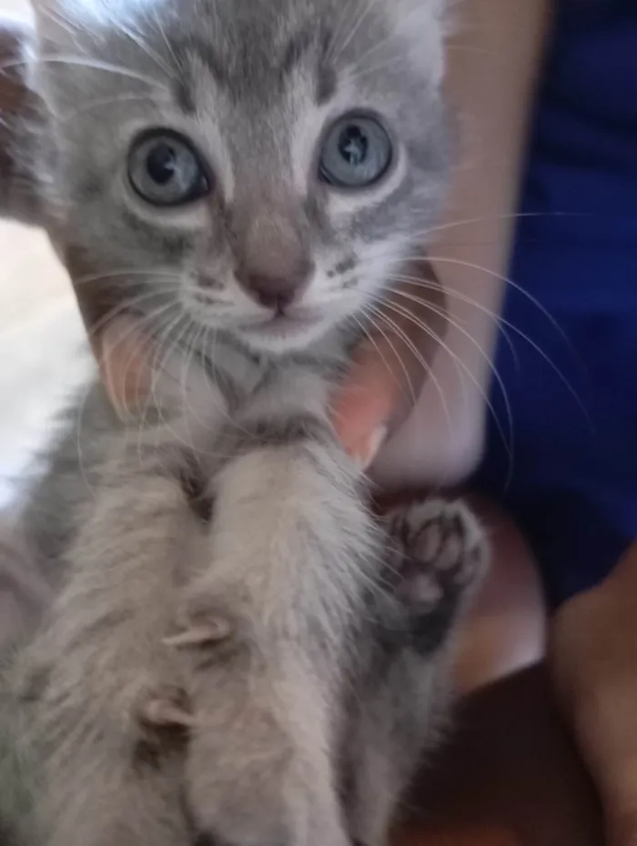 Gato ra a SRD-ViraLata idade Abaixo de 2 meses nome Gatinhos novinhos