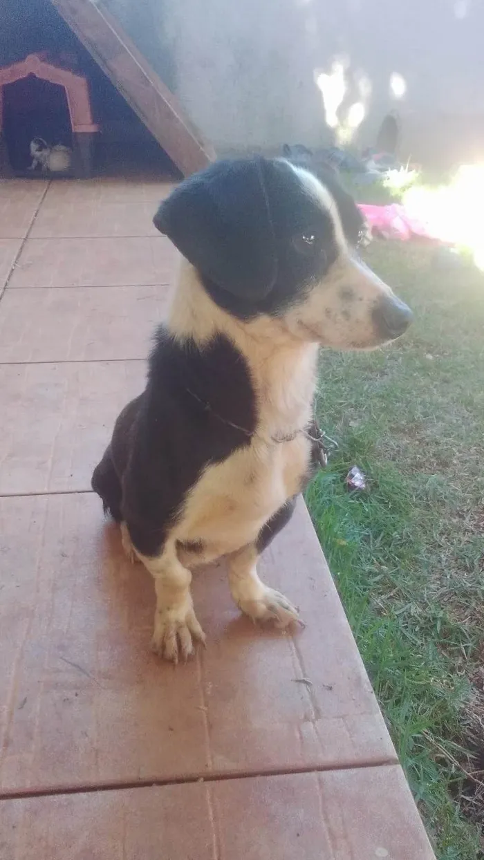 Cachorro ra a Basset-Cofap idade 3 anos nome Neguinha