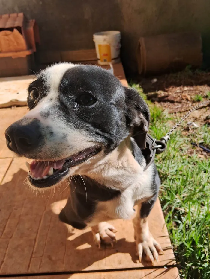 Cachorro ra a Basset-Cofap idade 3 anos nome Neguinha