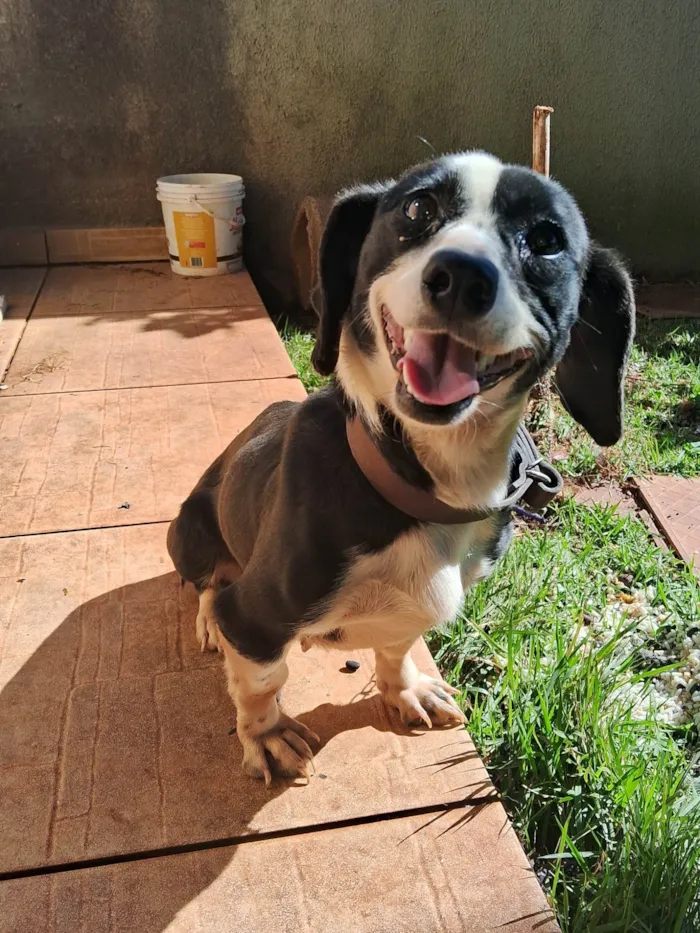 Cachorro ra a Basset-Cofap idade 3 anos nome Neguinha