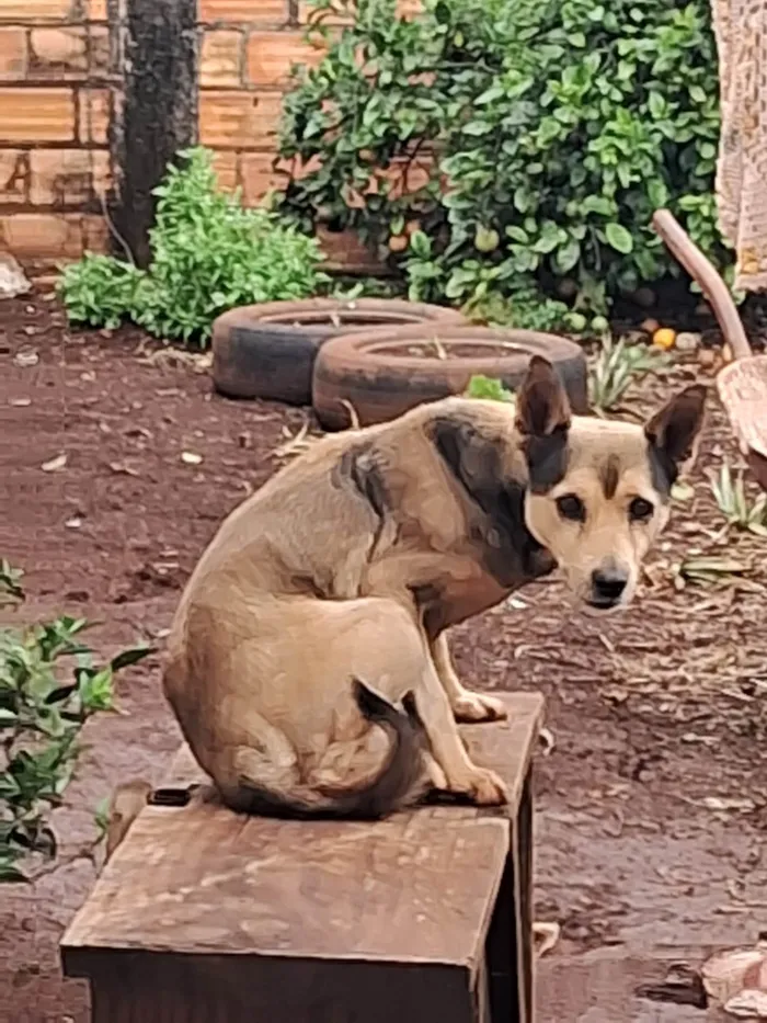 Cachorro ra a SRD-ViraLata idade 6 ou mais anos nome Mister M