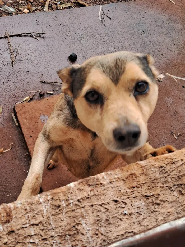 Cachorro ra a SRD-ViraLata idade 6 ou mais anos nome Mister M