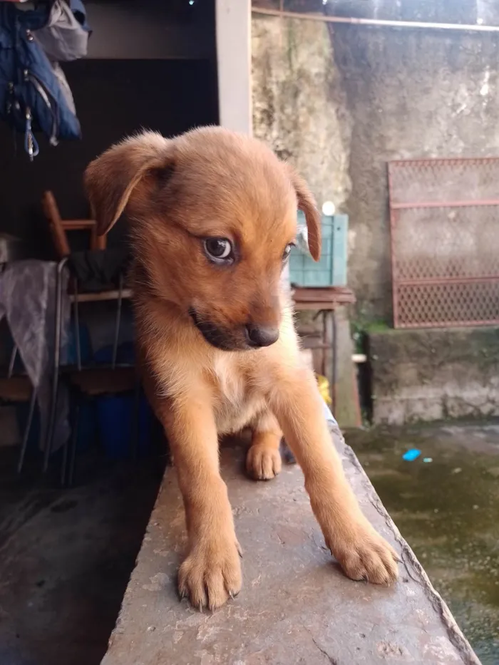 Cachorro ra a SRD-ViraLata idade 7 a 11 meses nome Paçoca 