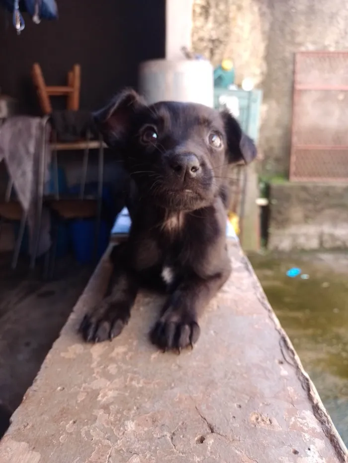 Cachorro ra a SRD-ViraLata idade 7 a 11 meses nome Pipoca 