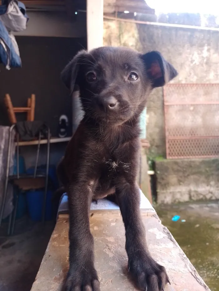 Cachorro ra a SRD-ViraLata idade 7 a 11 meses nome Belinha 