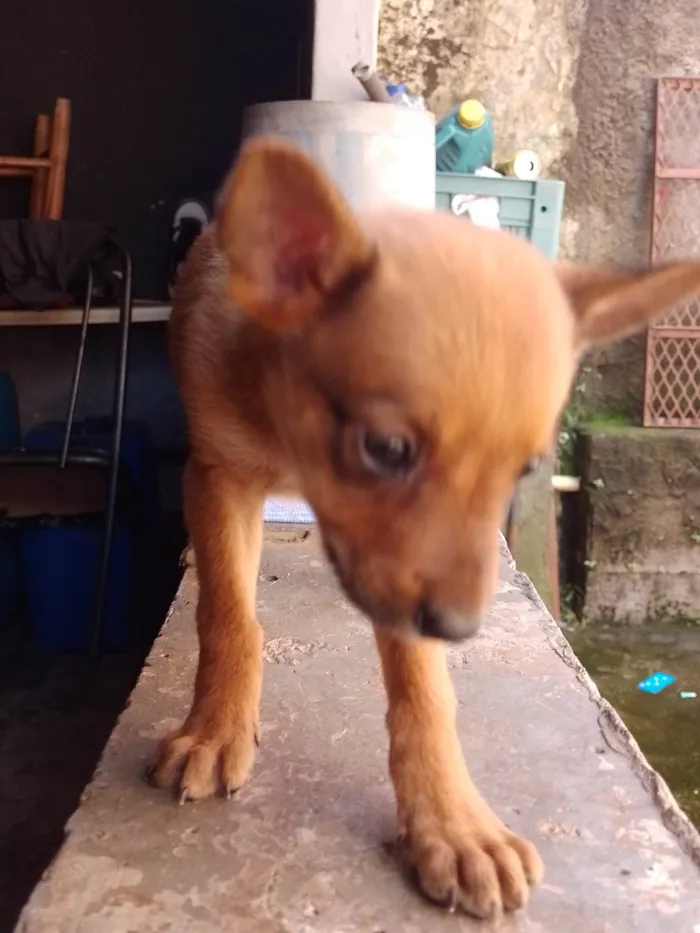 Cachorro ra a SRD-ViraLata idade 7 a 11 meses nome Ainda não tem nome