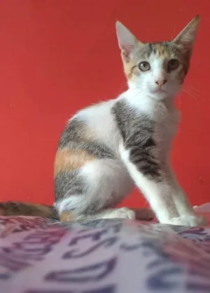 Gato raça SRD-ViraLata idade 1 ano nome Alicia 