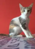 Alicia