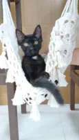 Gael