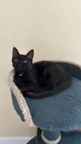 Gael