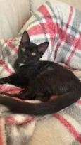 Gael