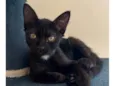 Gael