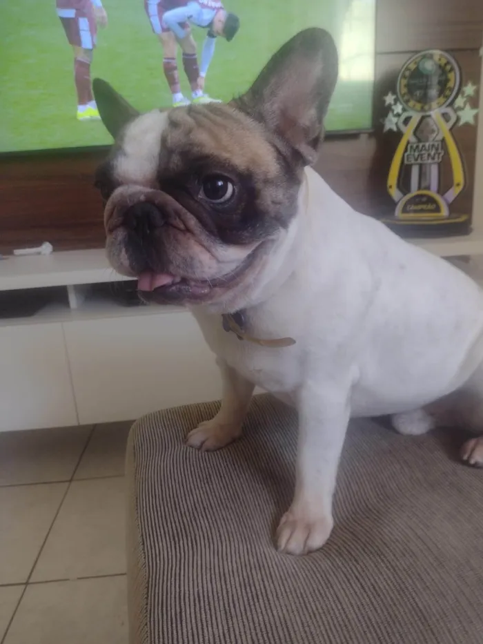 Cachorro ra a Bulldog idade 2 anos nome Chico