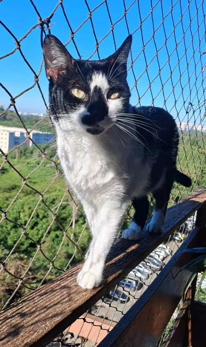 Gato ra a SRD-ViraLata idade 2 anos nome Celina