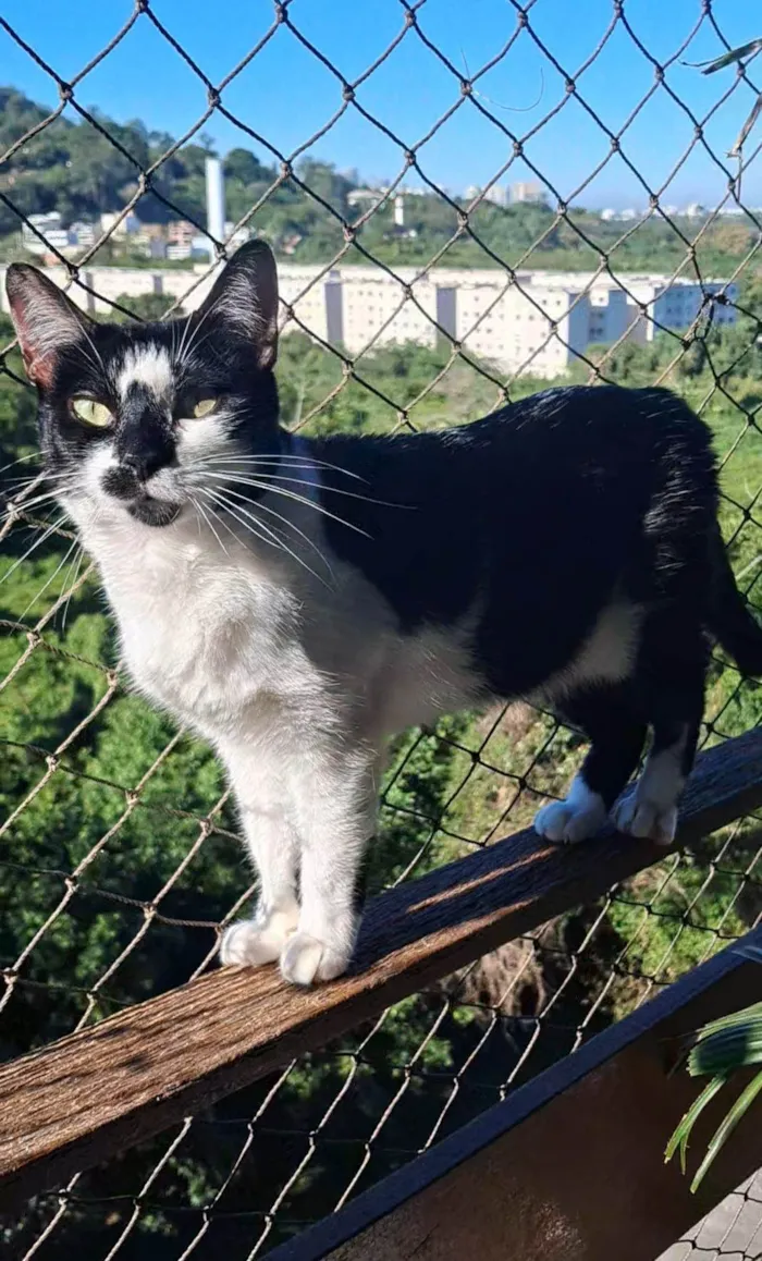 Gato ra a SRD-ViraLata idade 2 anos nome Celina