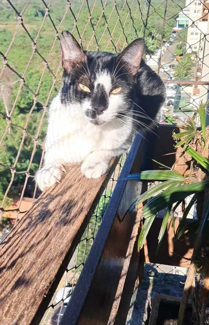 Gato ra a SRD-ViraLata idade 2 anos nome Celina