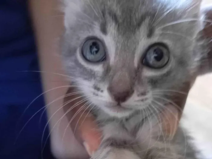 Gato ra a SRD-ViraLata idade Abaixo de 2 meses nome Gatinhos novinhos