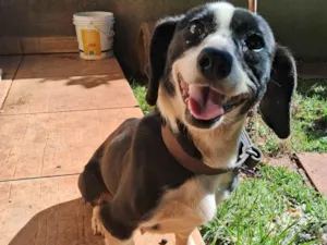 Cachorro raça Basset-Cofap idade 3 anos nome Neguinha