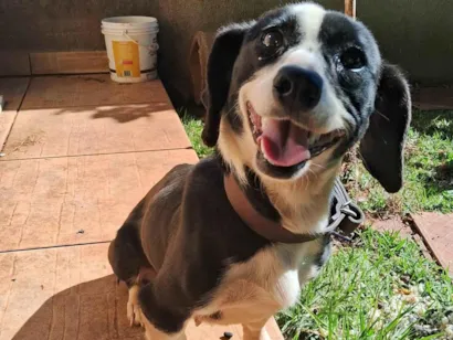 Cachorro raça Basset-Cofap idade 3 anos nome Neguinha