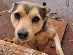 Cachorro raça SRD-ViraLata idade 6 ou mais anos nome Mister M