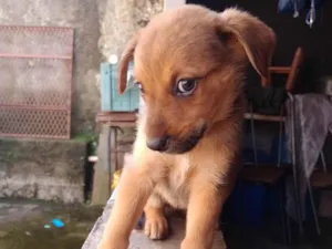 Cachorro raça SRD-ViraLata idade 7 a 11 meses nome Paçoca 