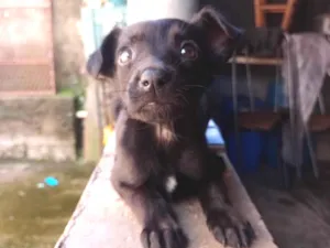 Cachorro raça SRD-ViraLata idade 7 a 11 meses nome Pipoca 