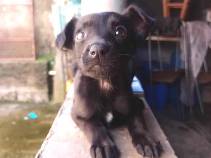 Cachorro ra a SRD-ViraLata idade 7 a 11 meses nome Pipoca 