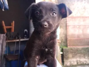 Cachorro raça SRD-ViraLata idade 7 a 11 meses nome Belinha 