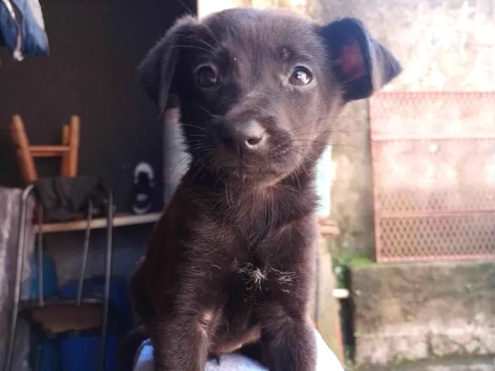 Cachorro ra a SRD-ViraLata idade 7 a 11 meses nome Belinha 