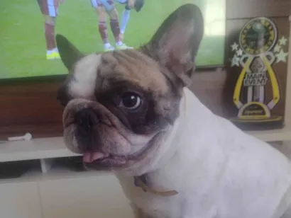 Cachorro raça Bulldog idade 2 anos nome Chico