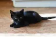 Catita
