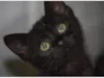Catita