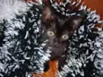 Catita