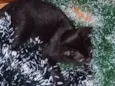 Catita