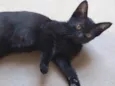 Catita