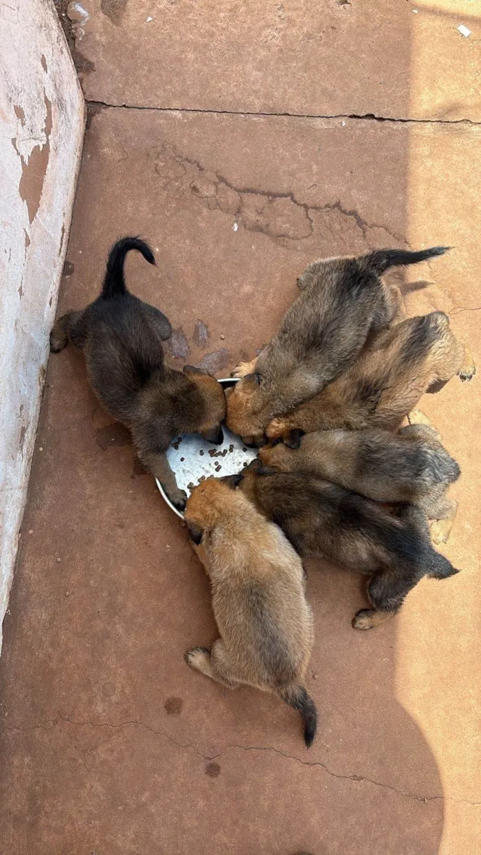 Cachorro ra a Pastor Alemão idade Abaixo de 2 meses nome Pastorinhos