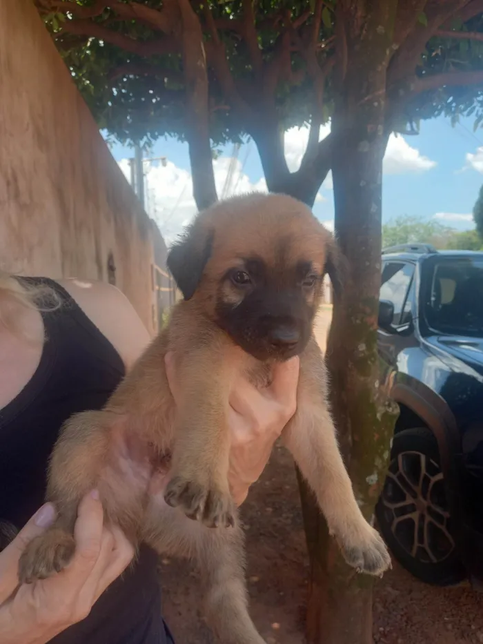 Cachorro ra a Pastor Alemão idade Abaixo de 2 meses nome Pastorinhos